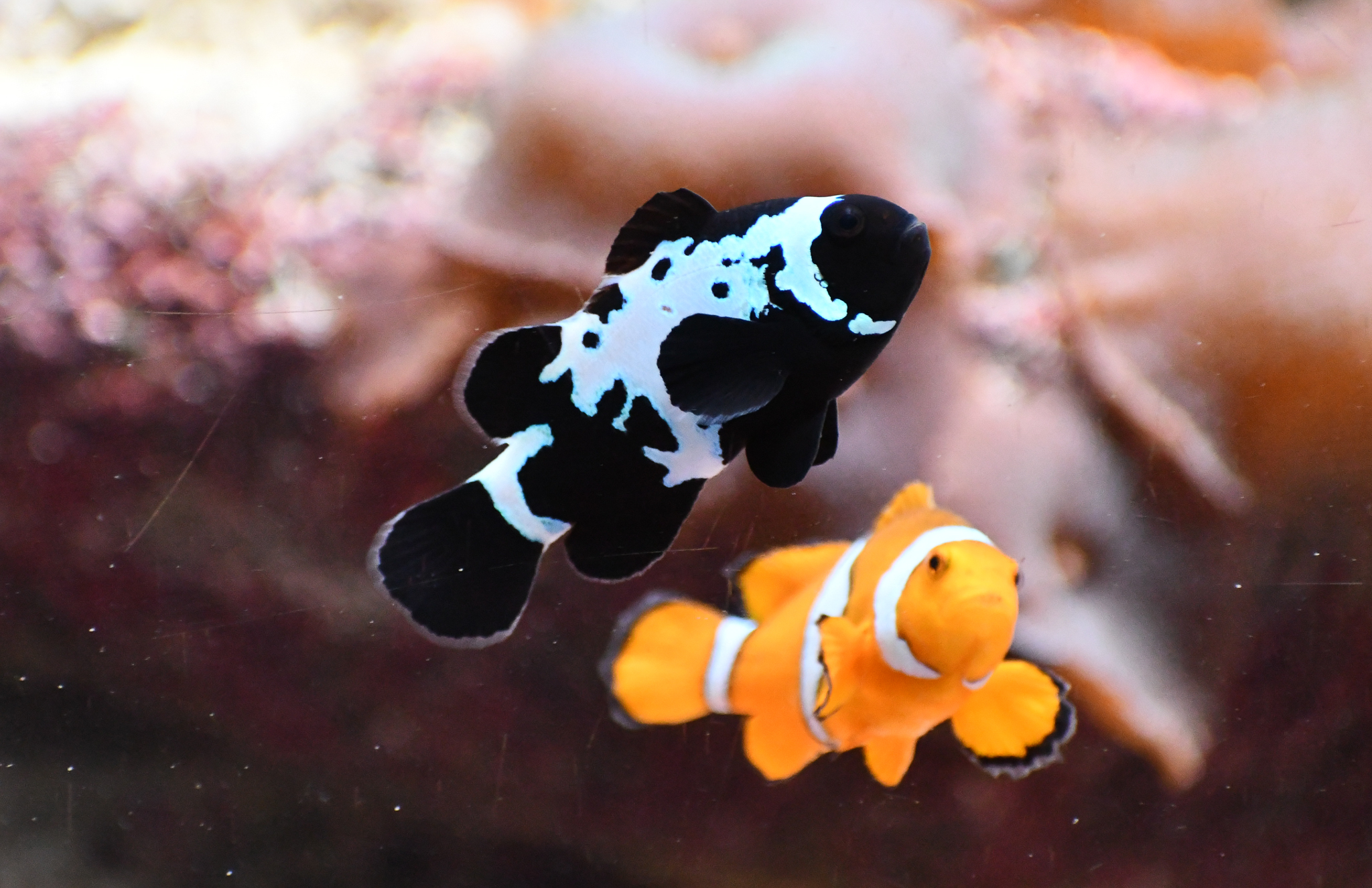 Clownfish mutation