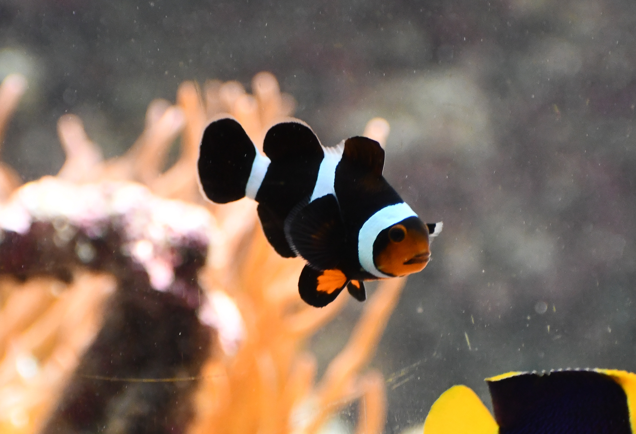 Clownfish mutation