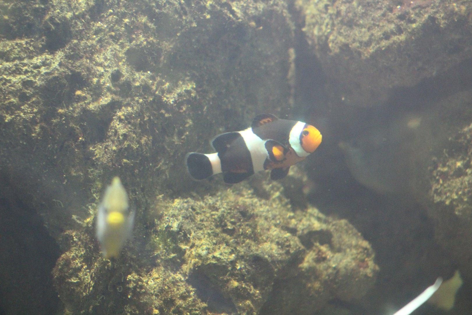 Clownfish (Nemo)