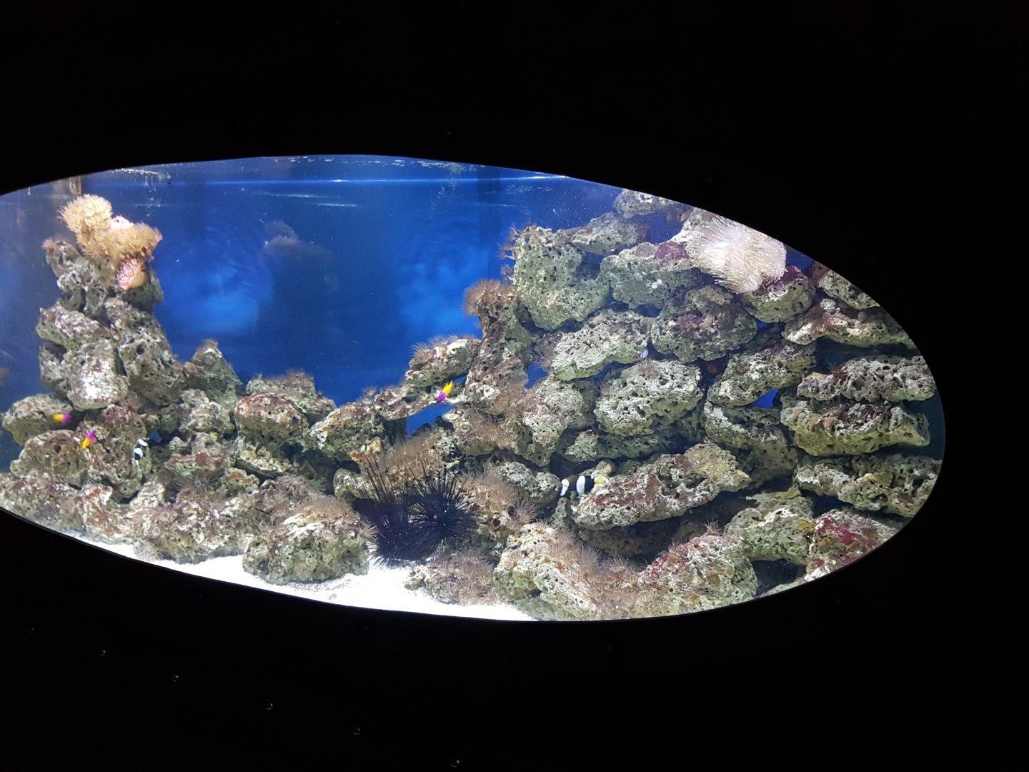 Clownfish - Royal gramma - Flame angel - Sea-urchin aquarium