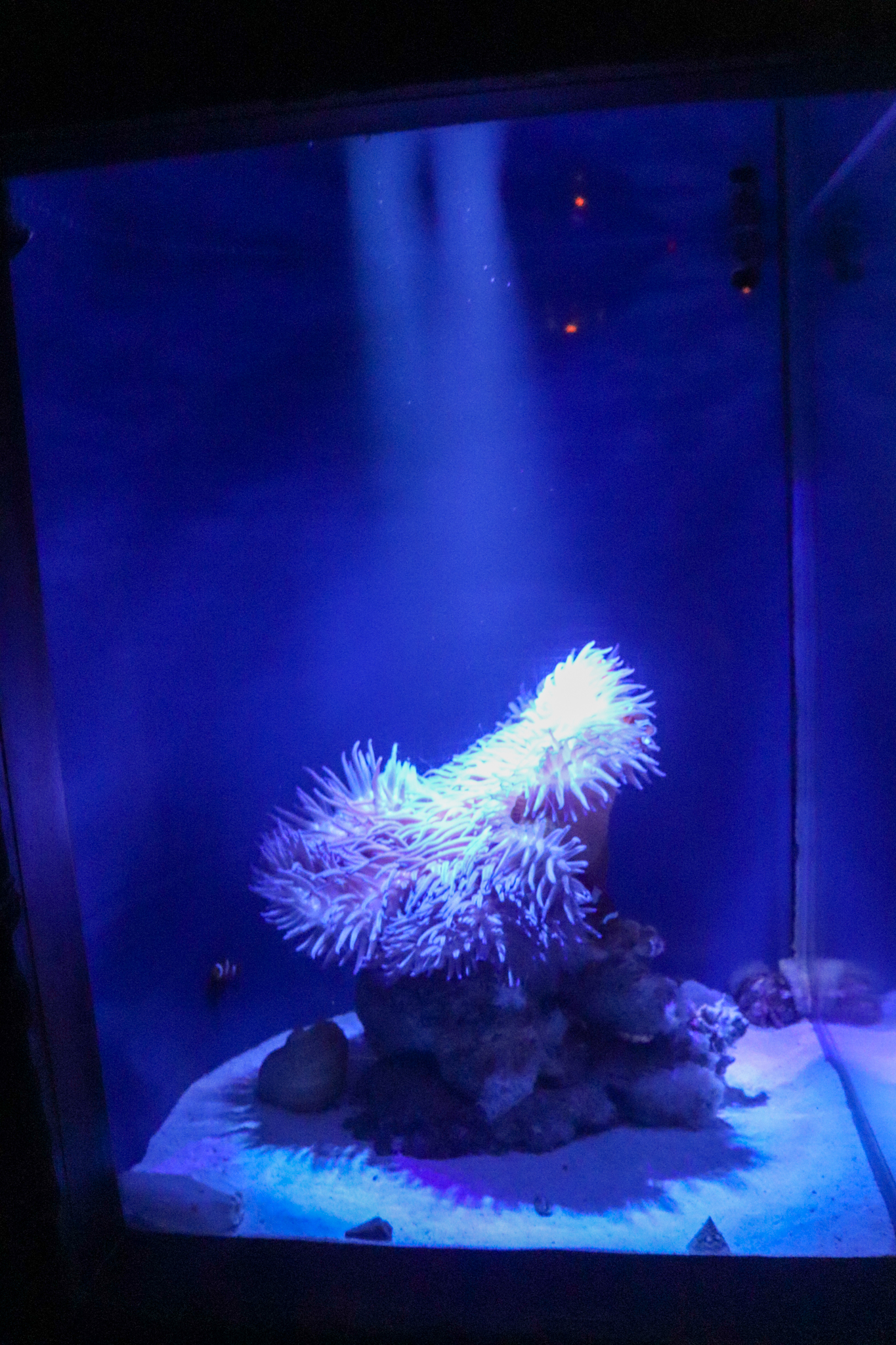 Clownfish/Sea Anemone Tank
