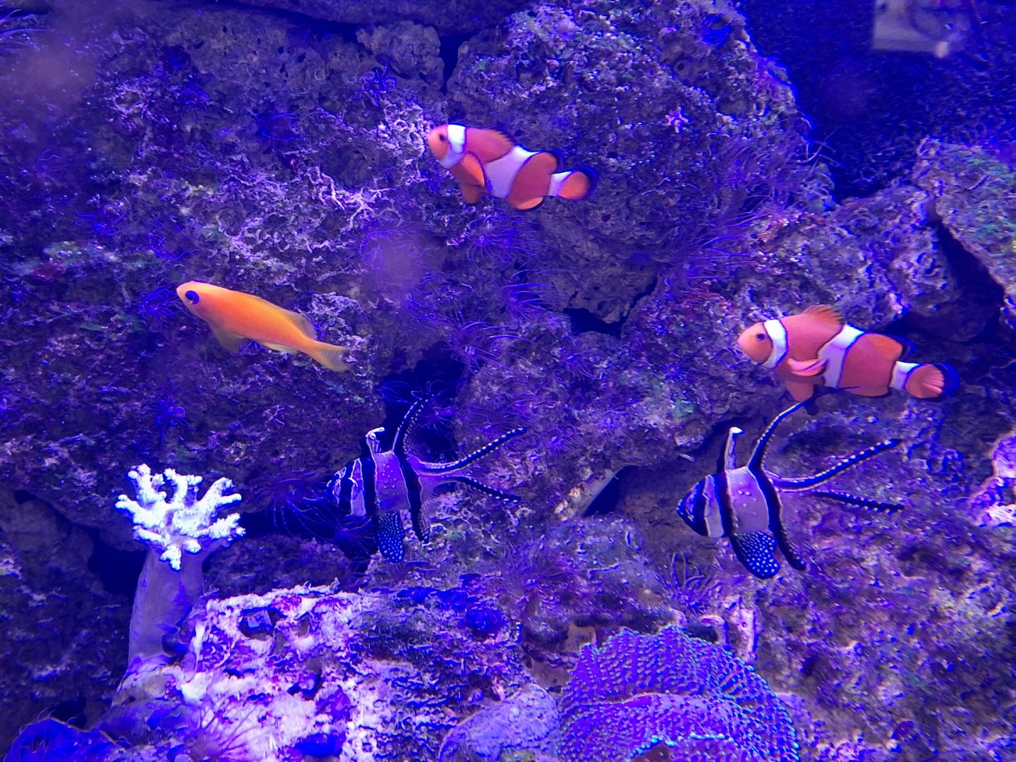 Clownfish, Sea Goldie and Banggai Cardinalfish