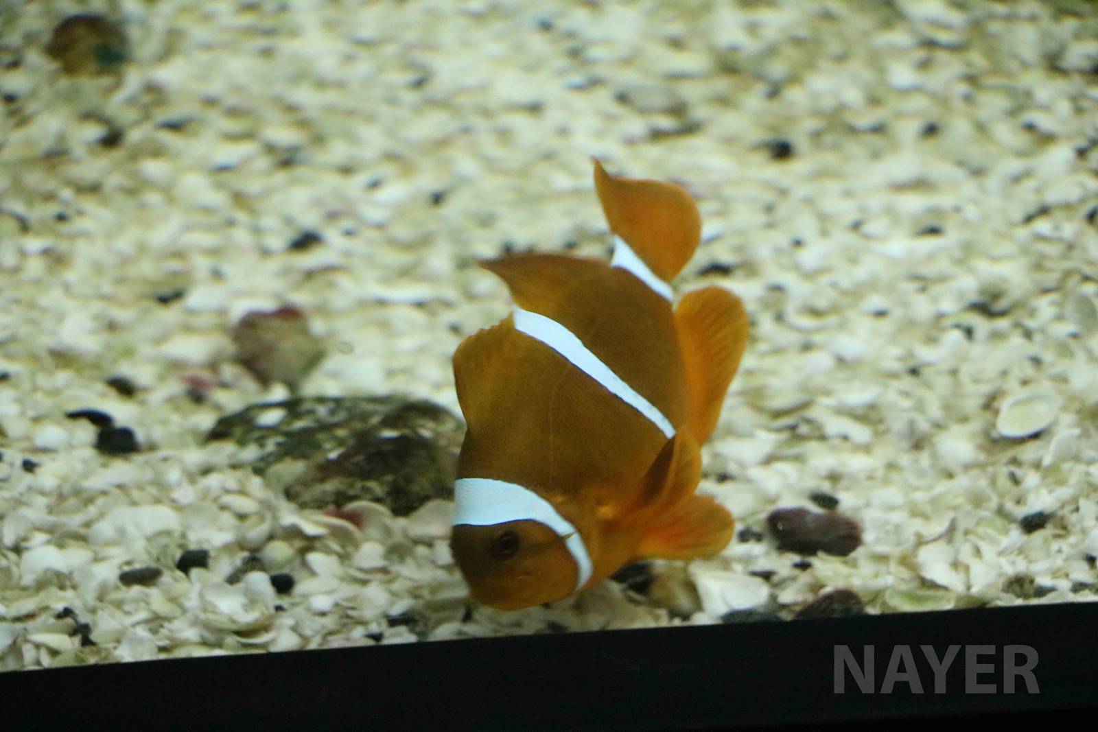 Clownfish sp. - Mendoza Aquarium, April 2016
