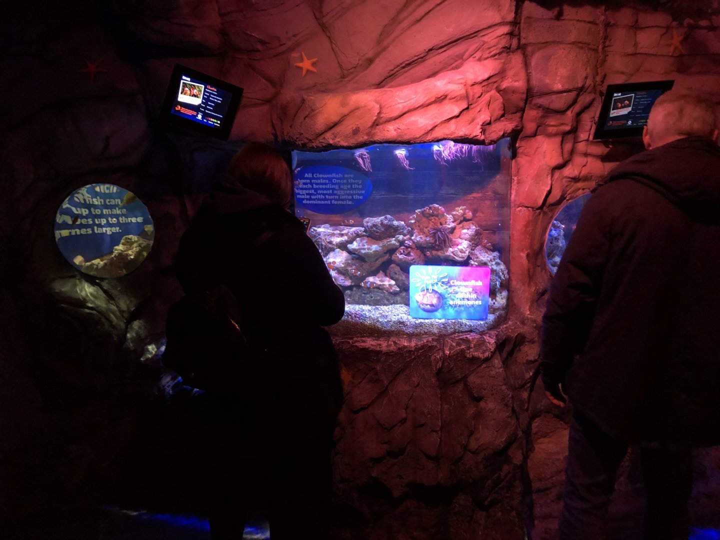 Clownfish Tank at SEA LIFE Blackpool (2019)