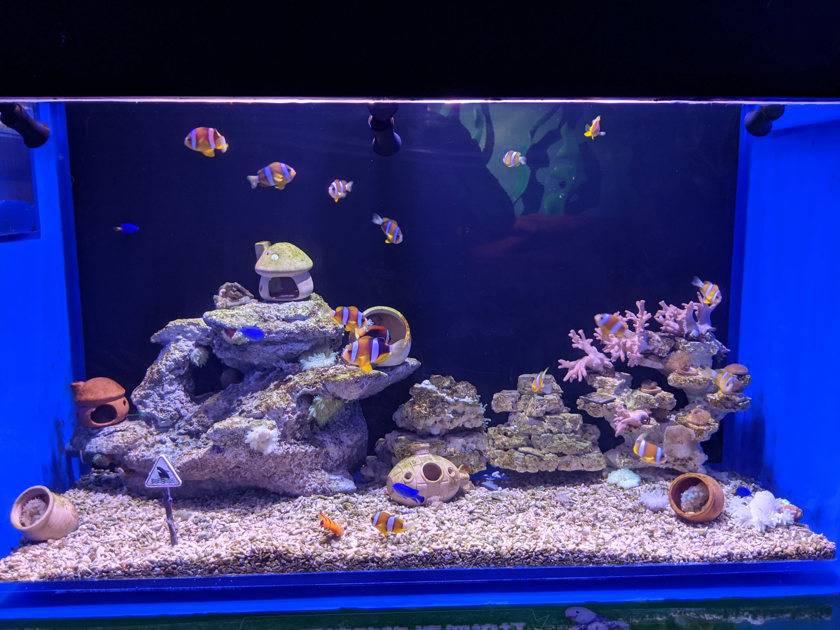 Clownfish tank - Ocean World (Guangzhou)