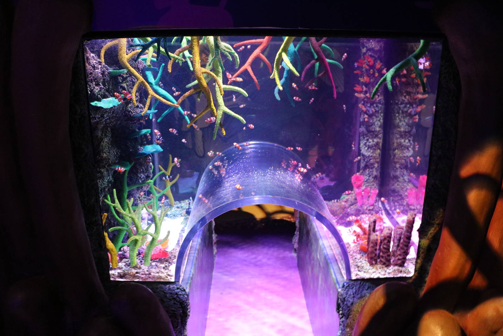 Clownfish tank, September 2015