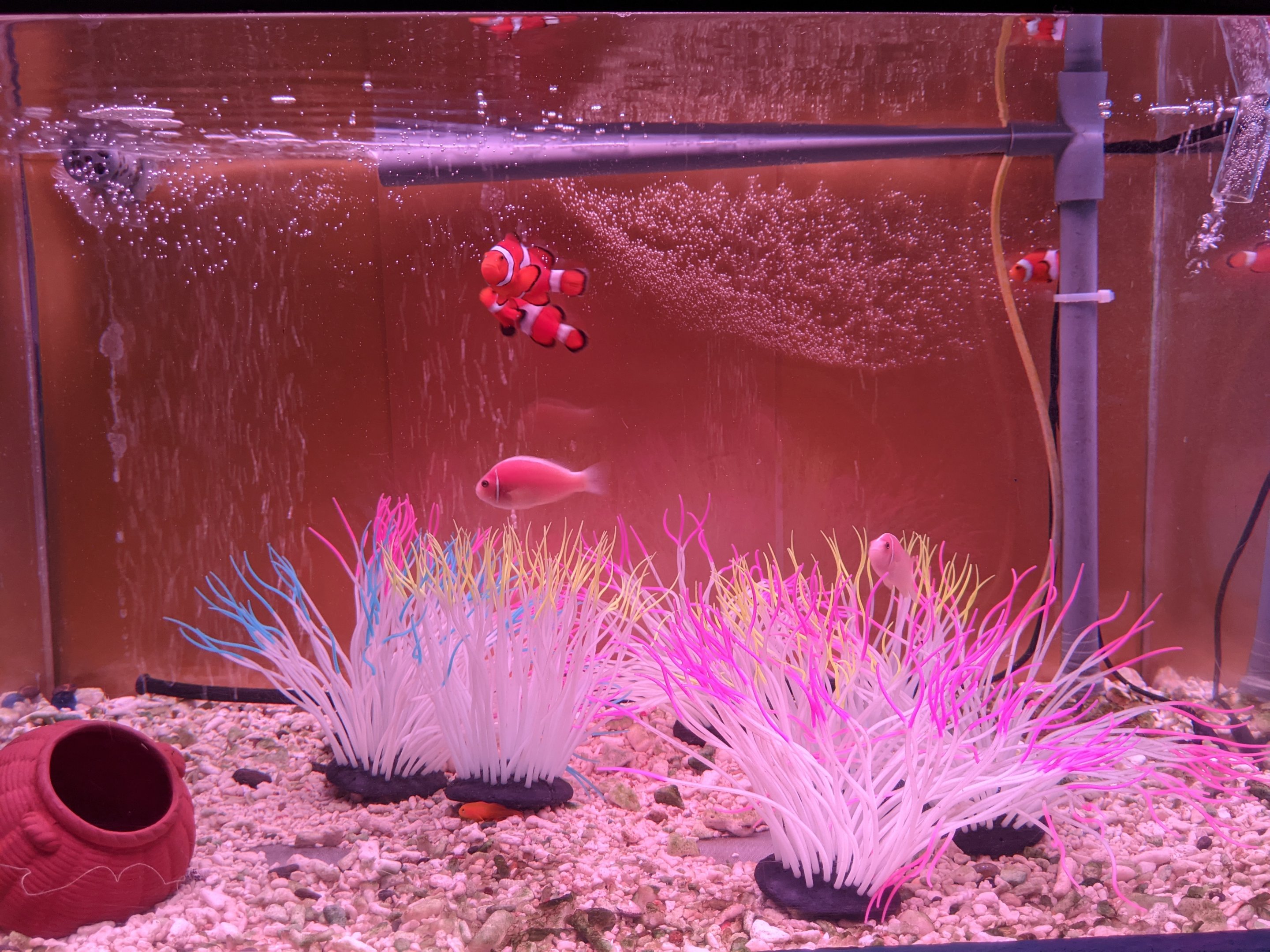 Clownfish tank, Wakkanai Aquarium