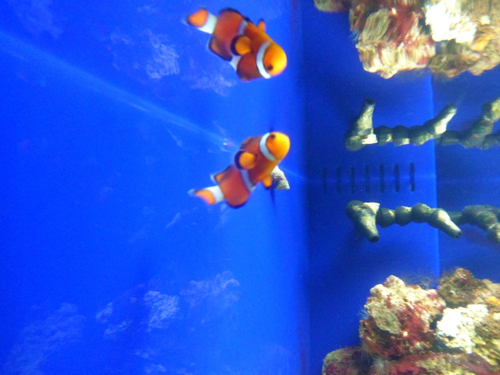 Clownfish Tank