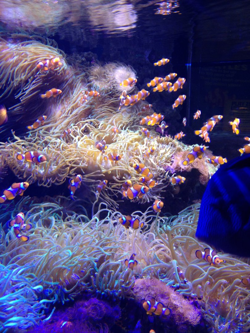 Clownfish tank