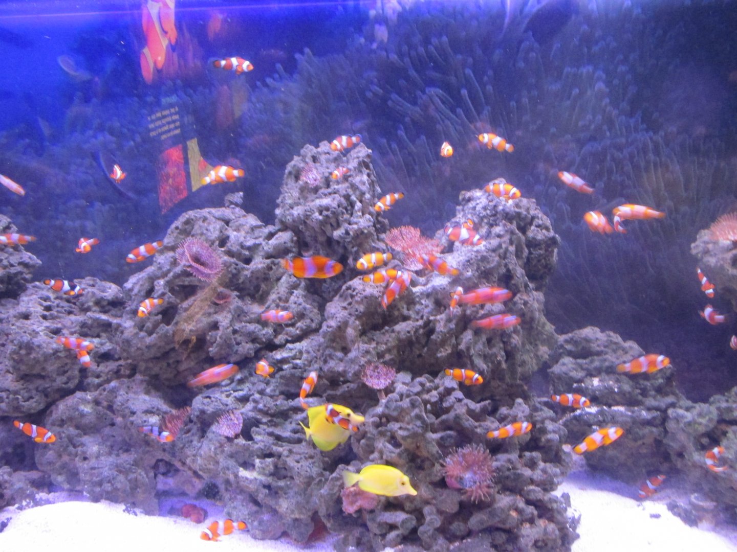 clownfish tank