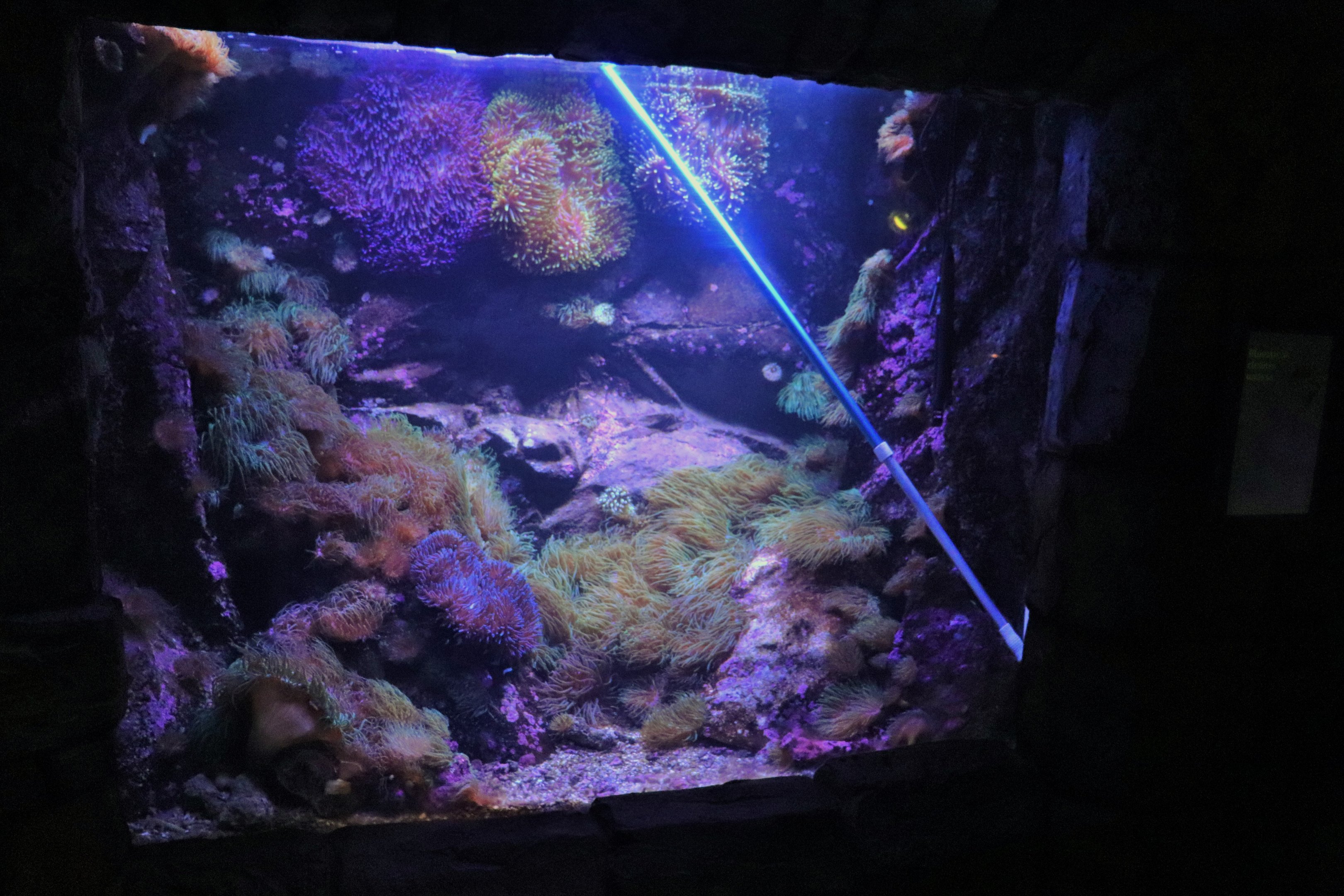 Clownfish Tank