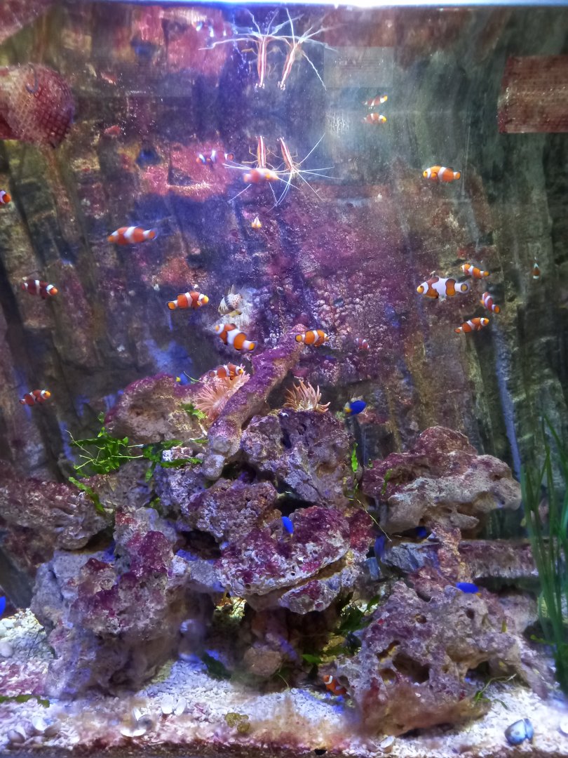 Clownfish tank