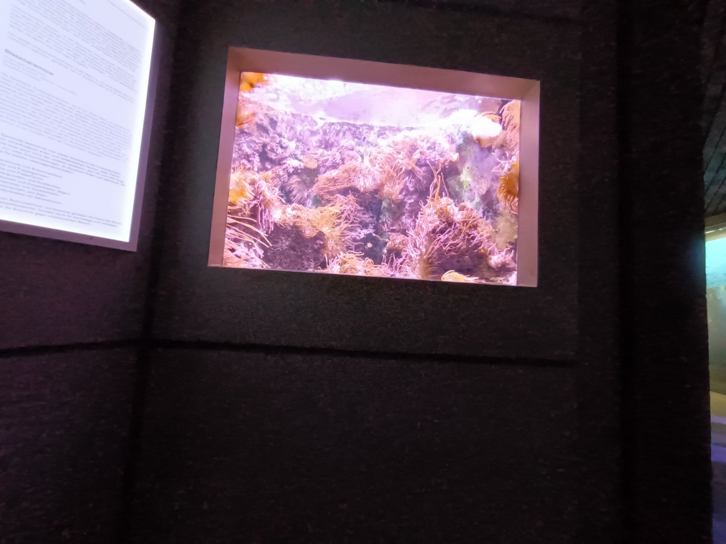 Clownfish Tank