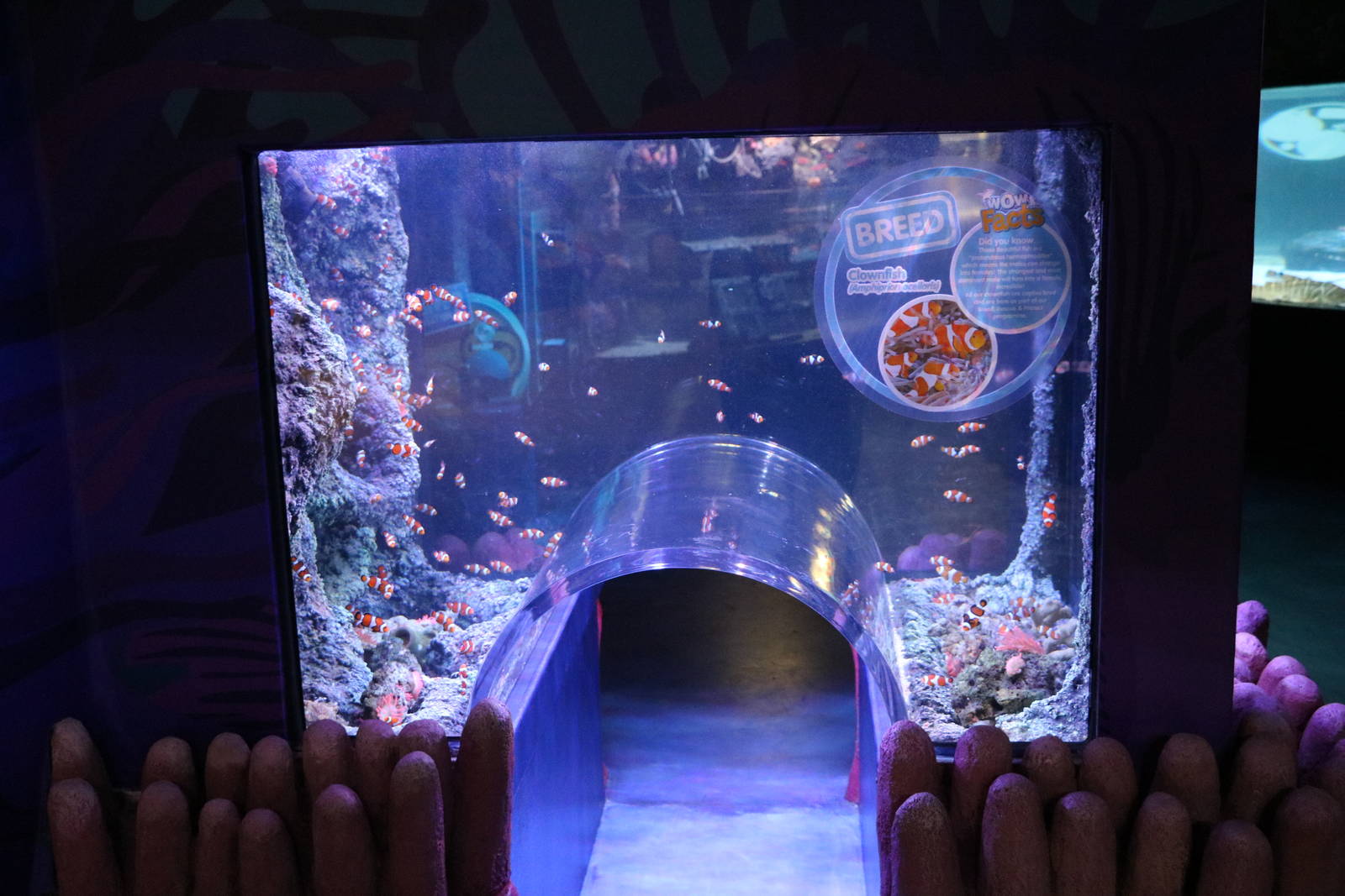 Clownfish tunnel tank, January 2016