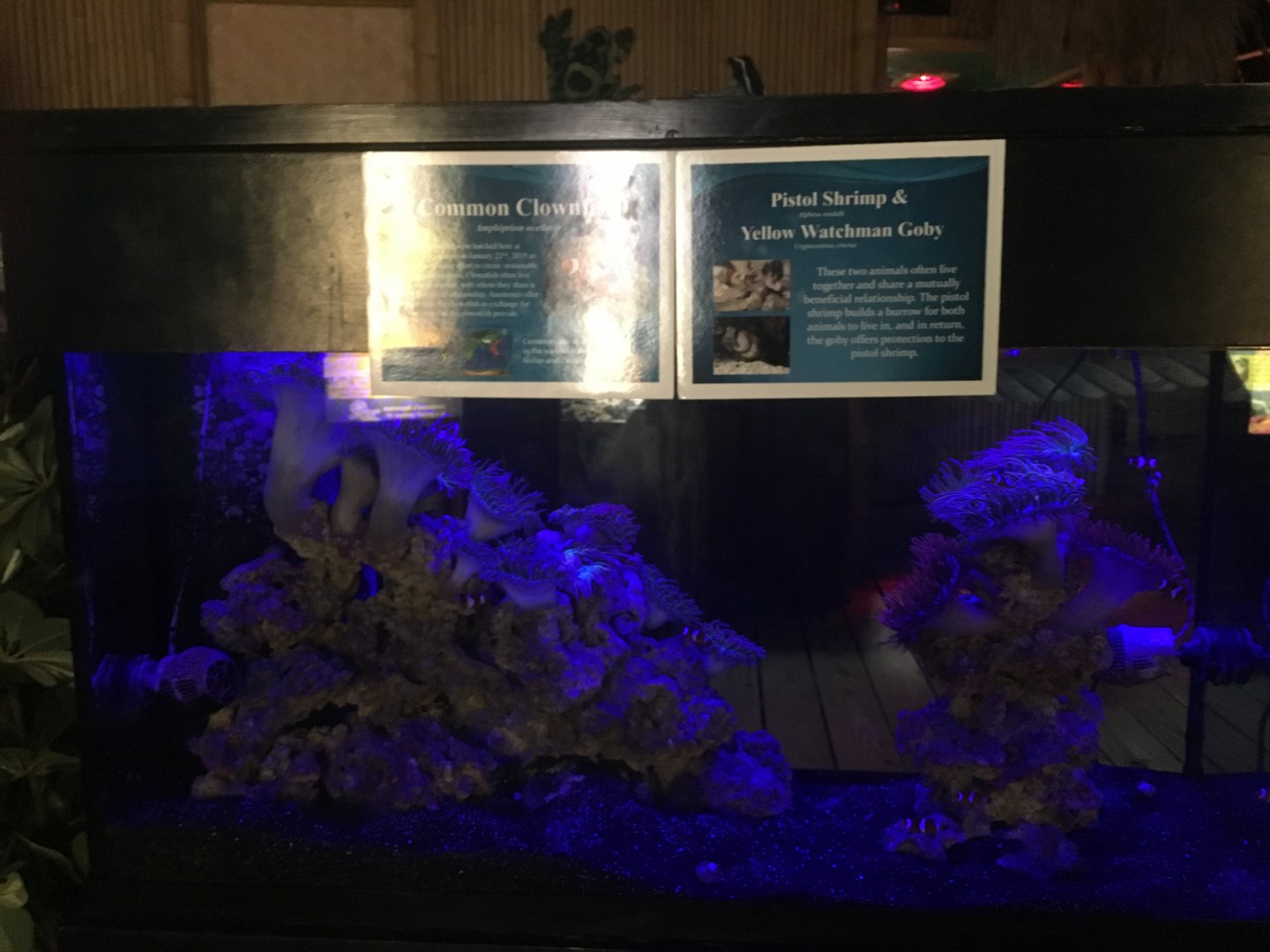 Clownfish/Watchman goby/Pistol shrimp exhibit