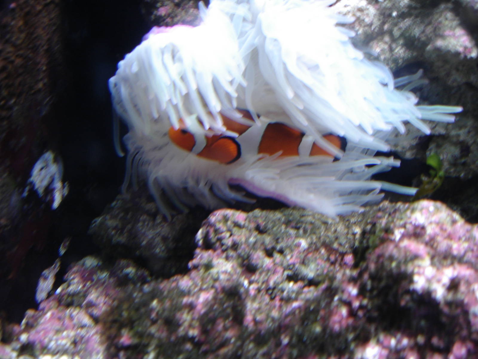 Clownfish