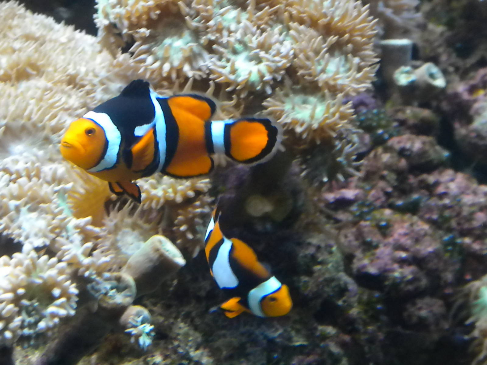 Clownfish