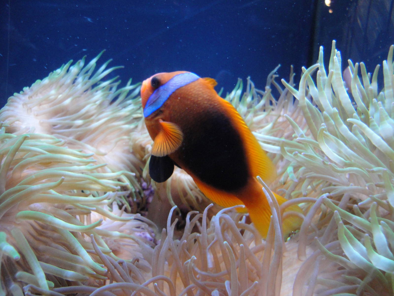 Clownfish