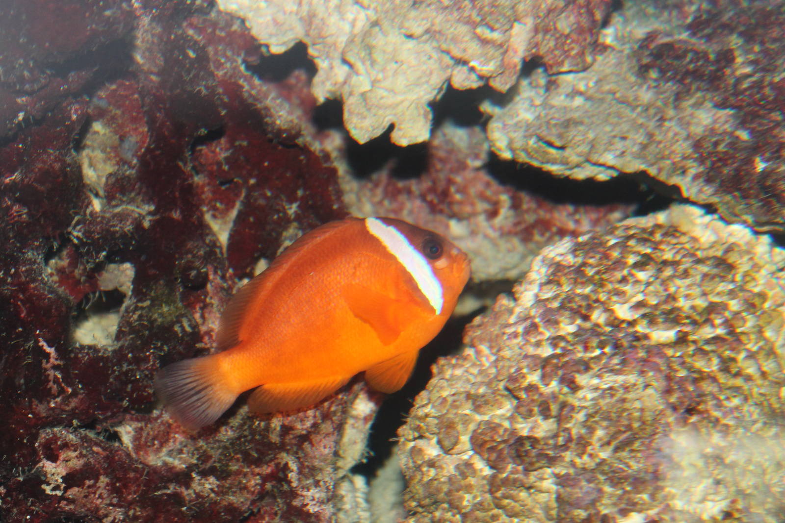 Clownfish