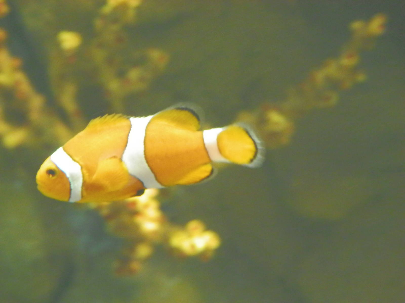 Clownfish