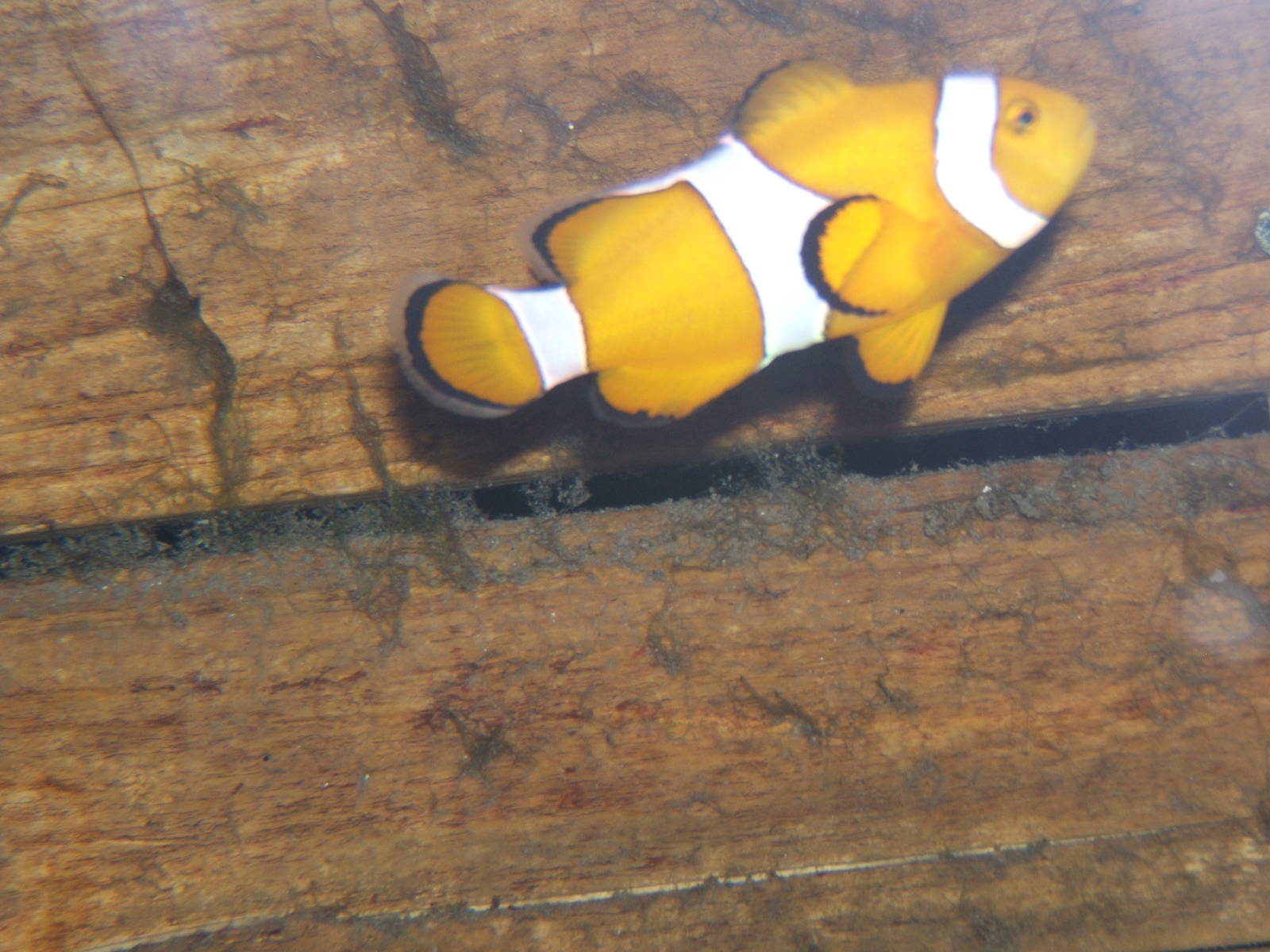 Clownfish