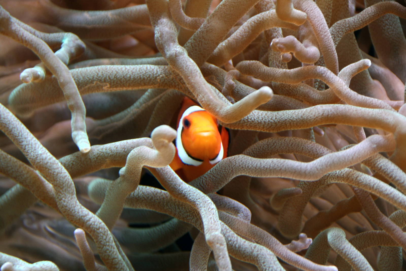 Clownfish