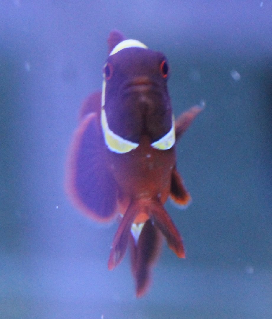 Clownfish