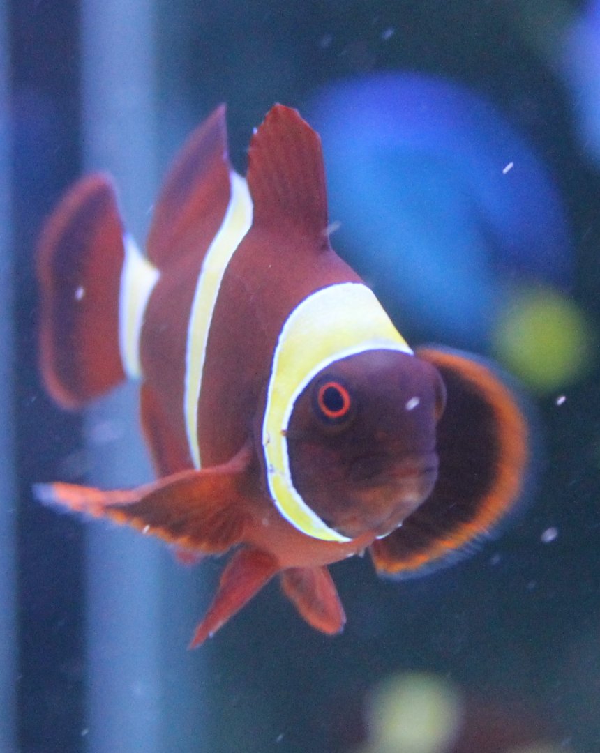 Clownfish