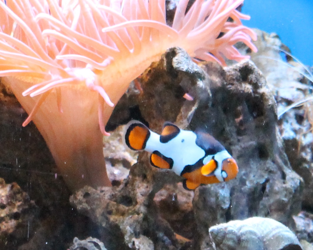 Clownfish