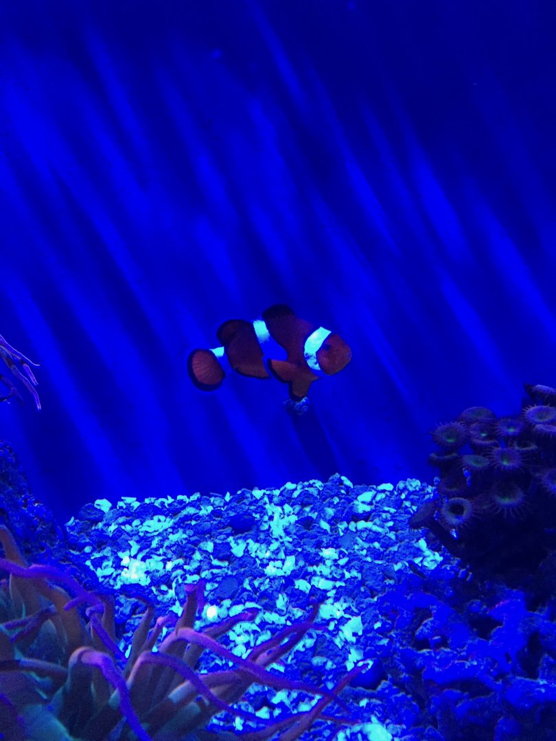 Clownfish