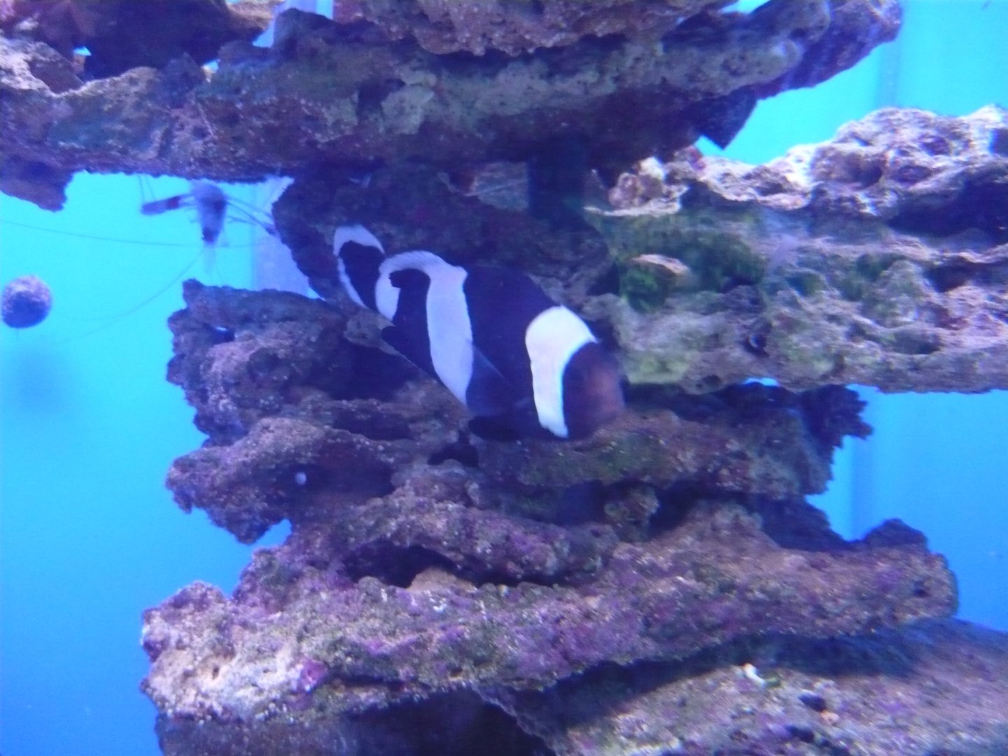 Clownfish