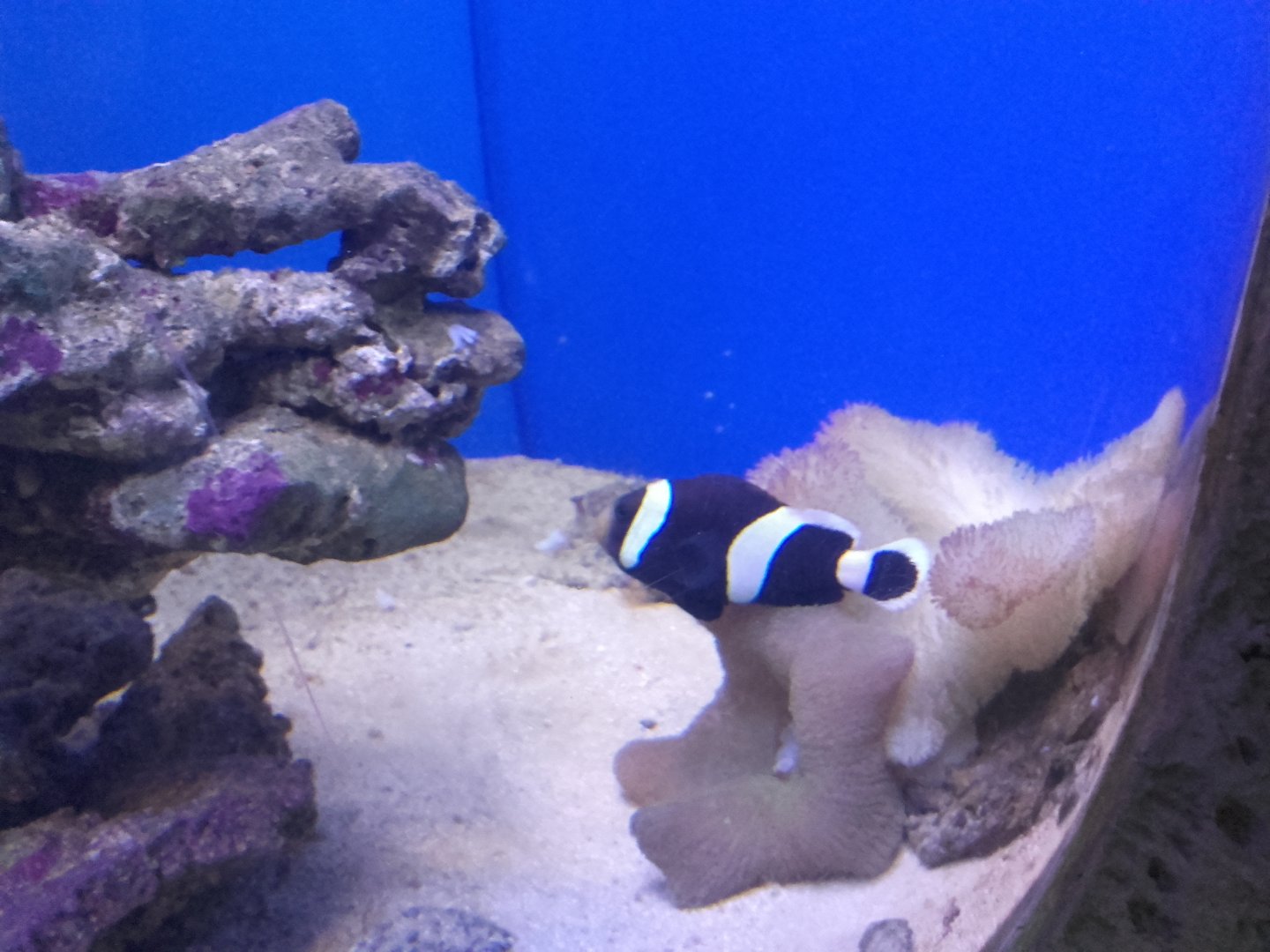 Clownfish
