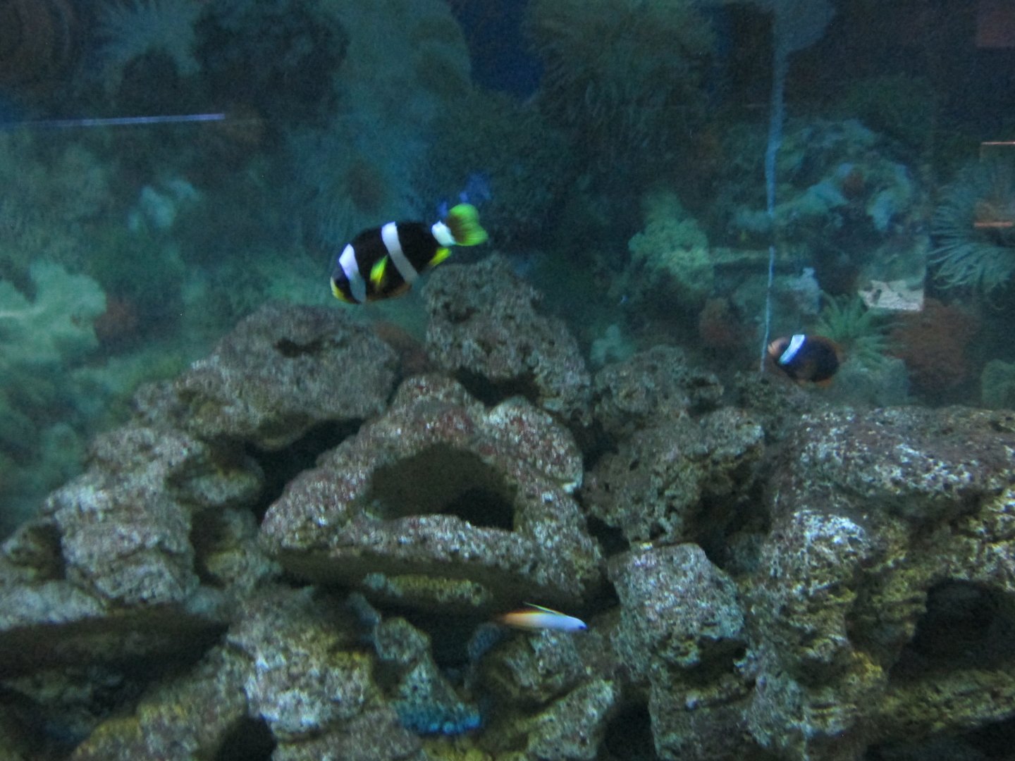 clownfish