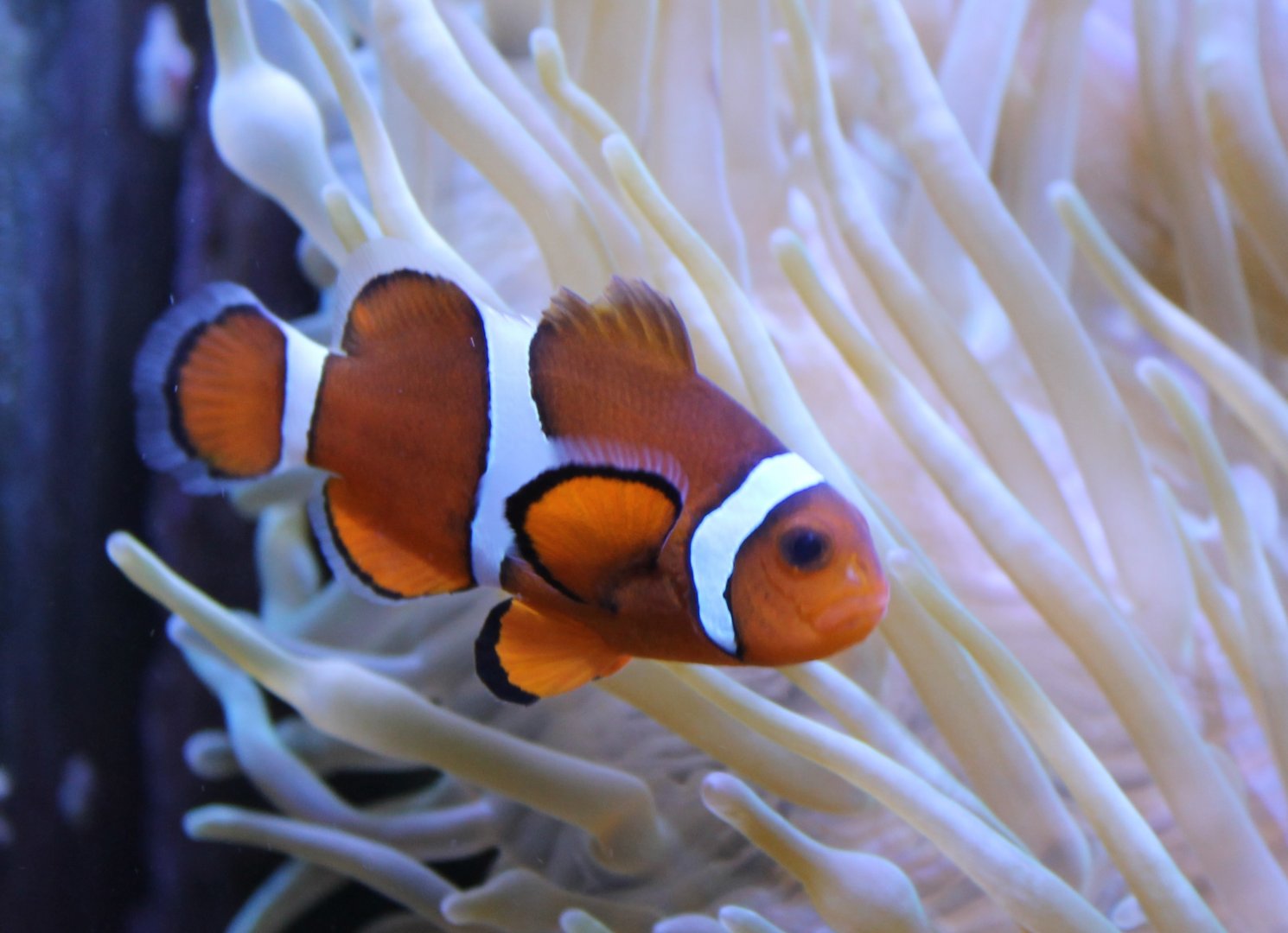 Clownfish