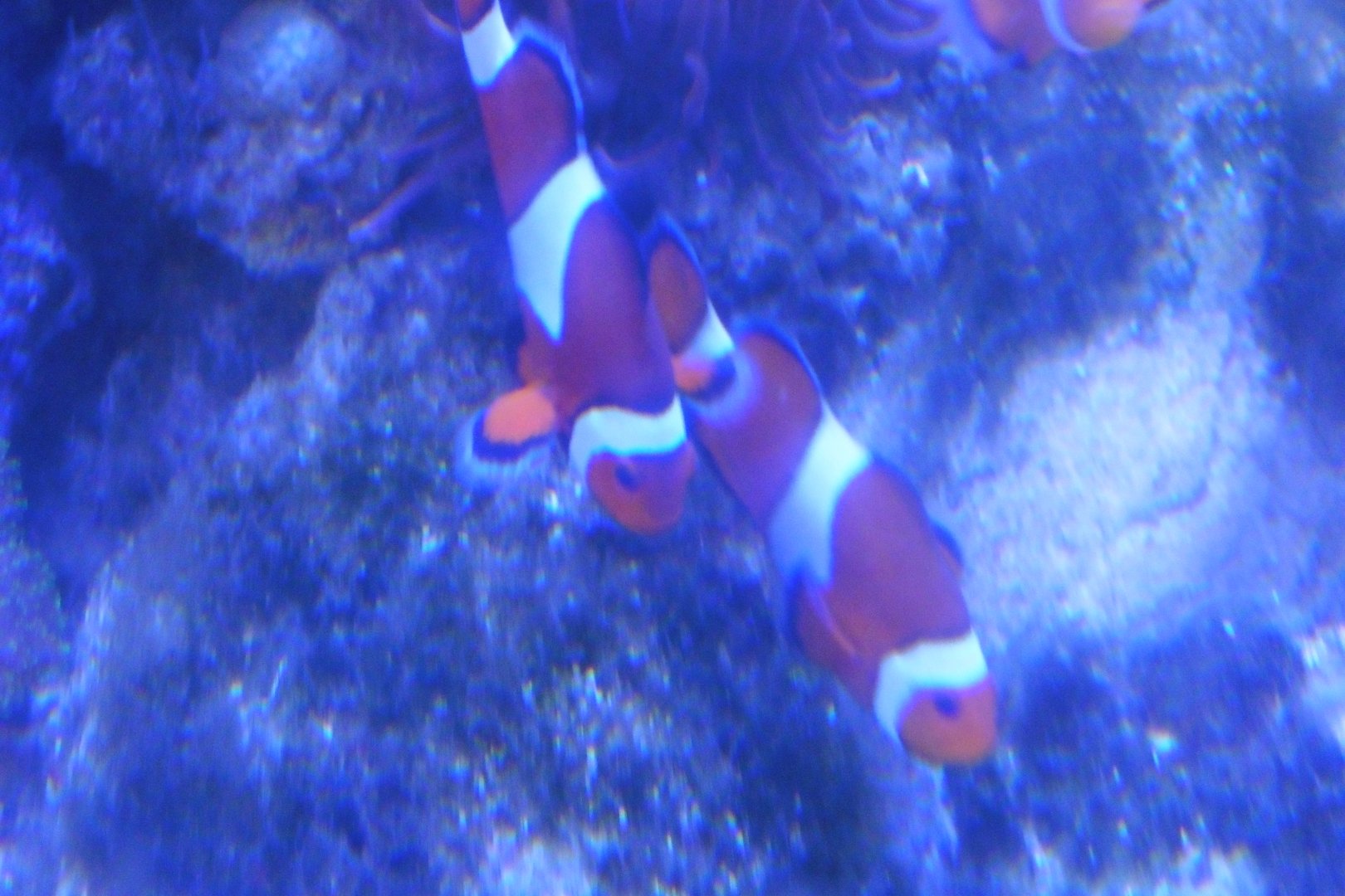 Clownfish