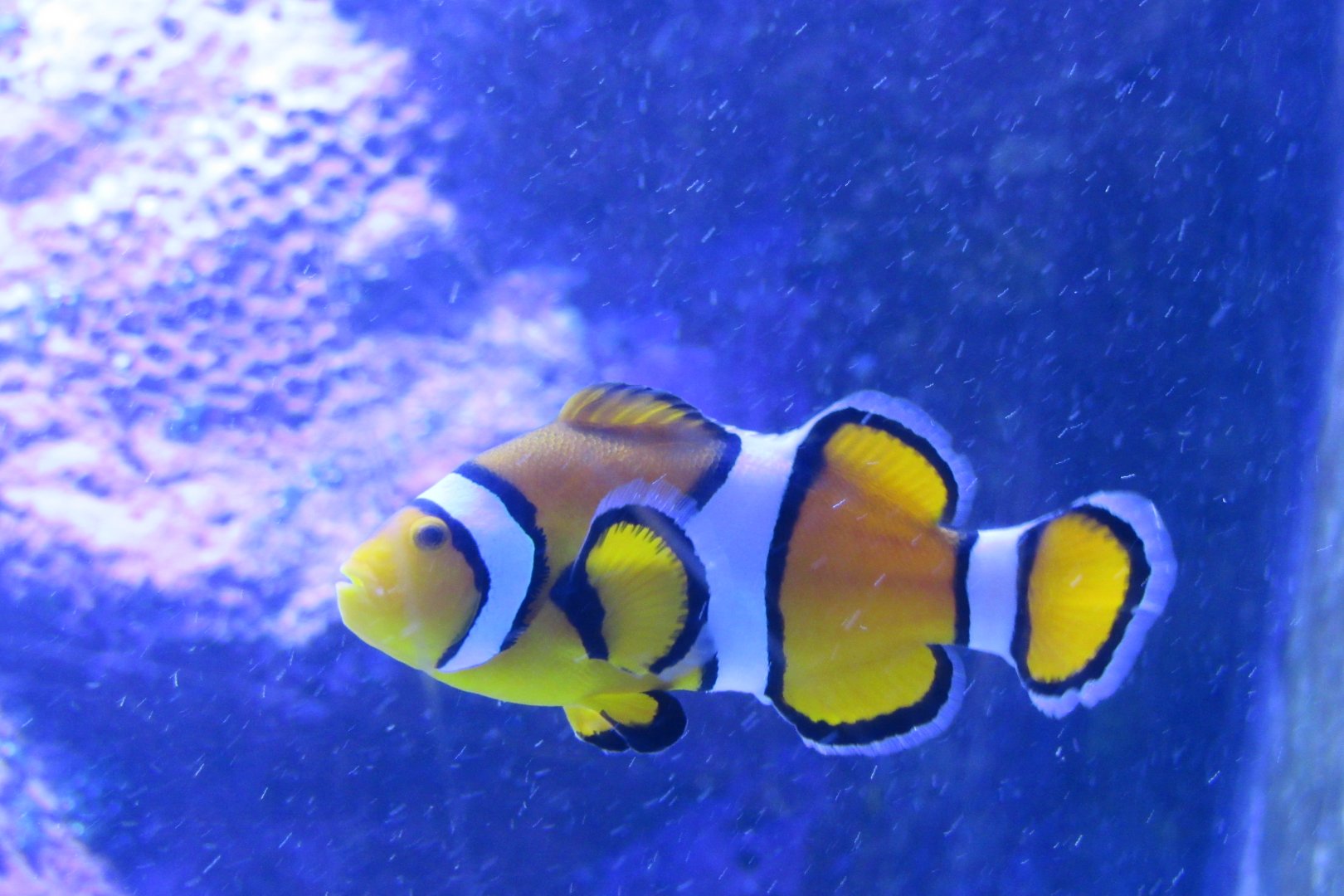 clownfish