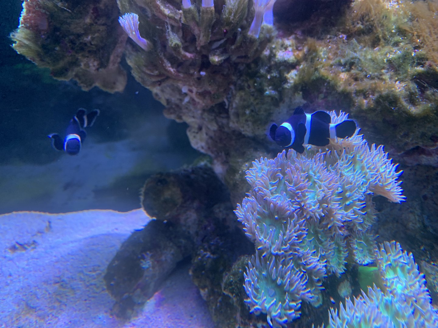 Clownfish