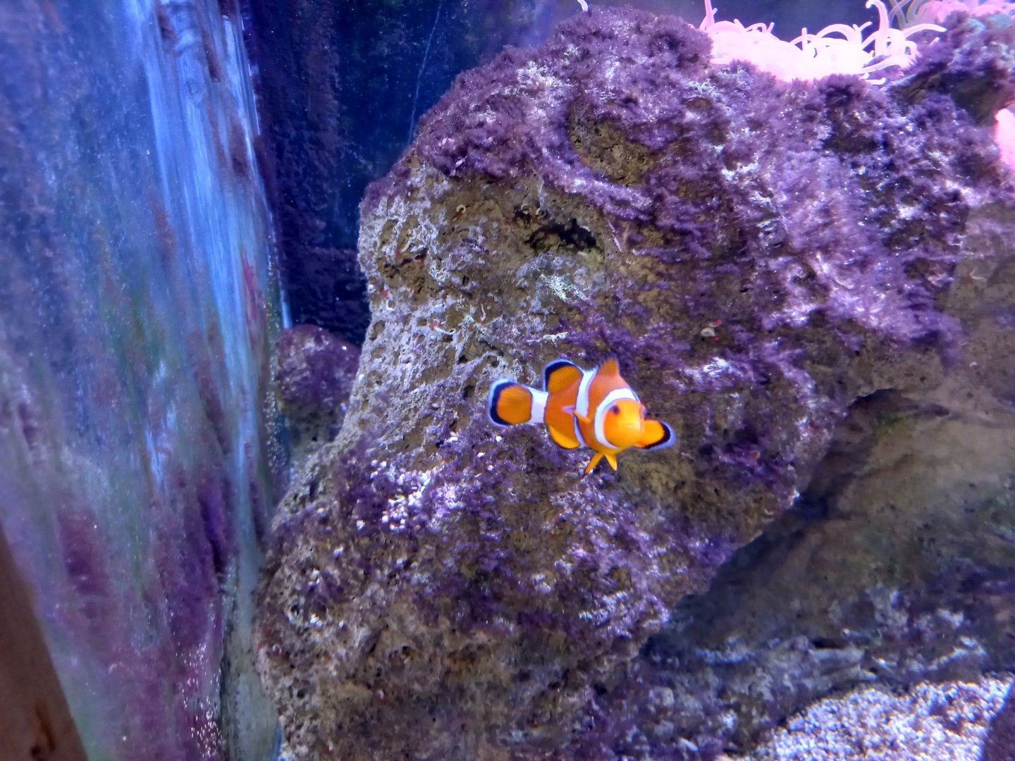 Clownfish