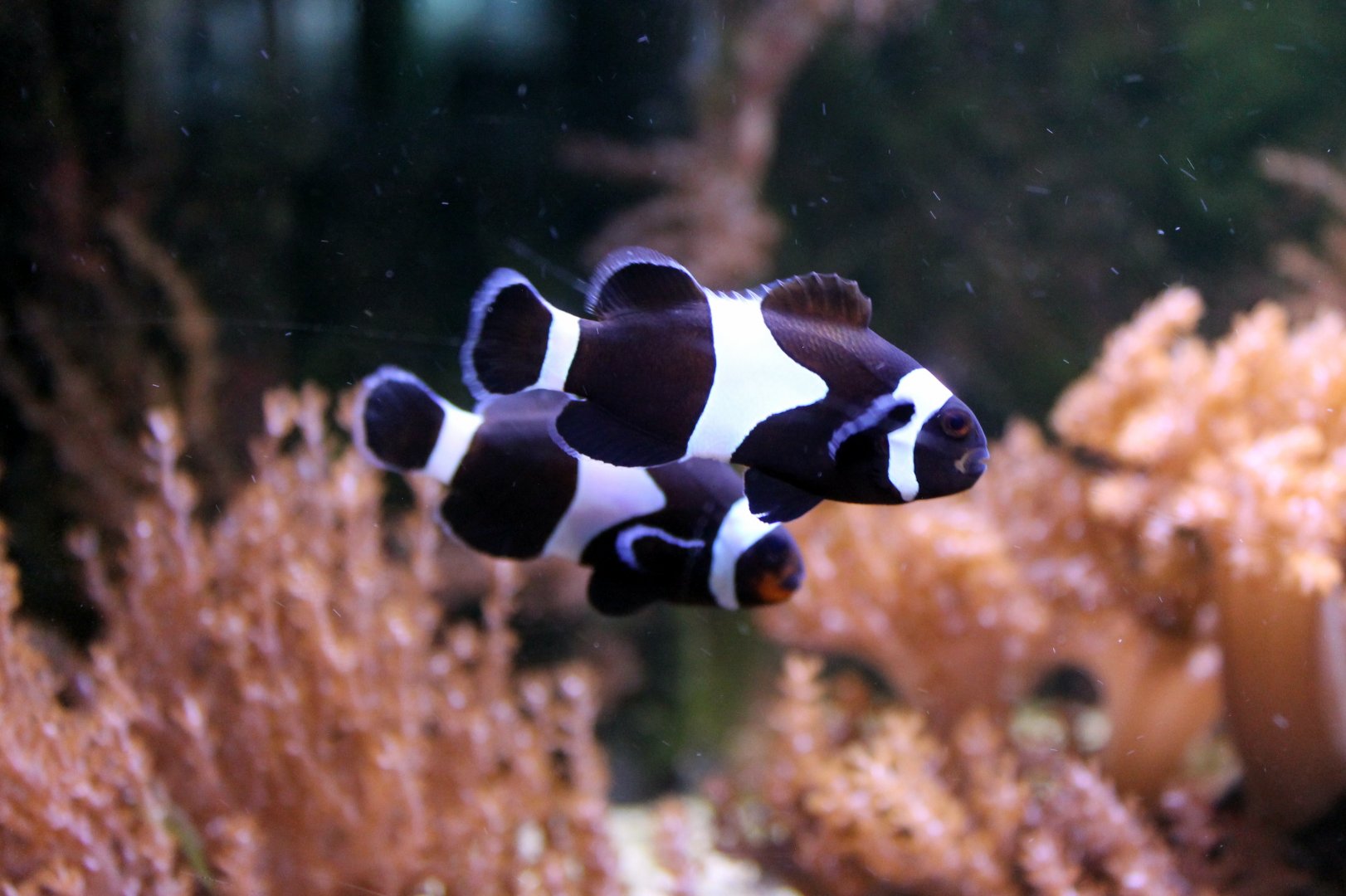 Clownfish