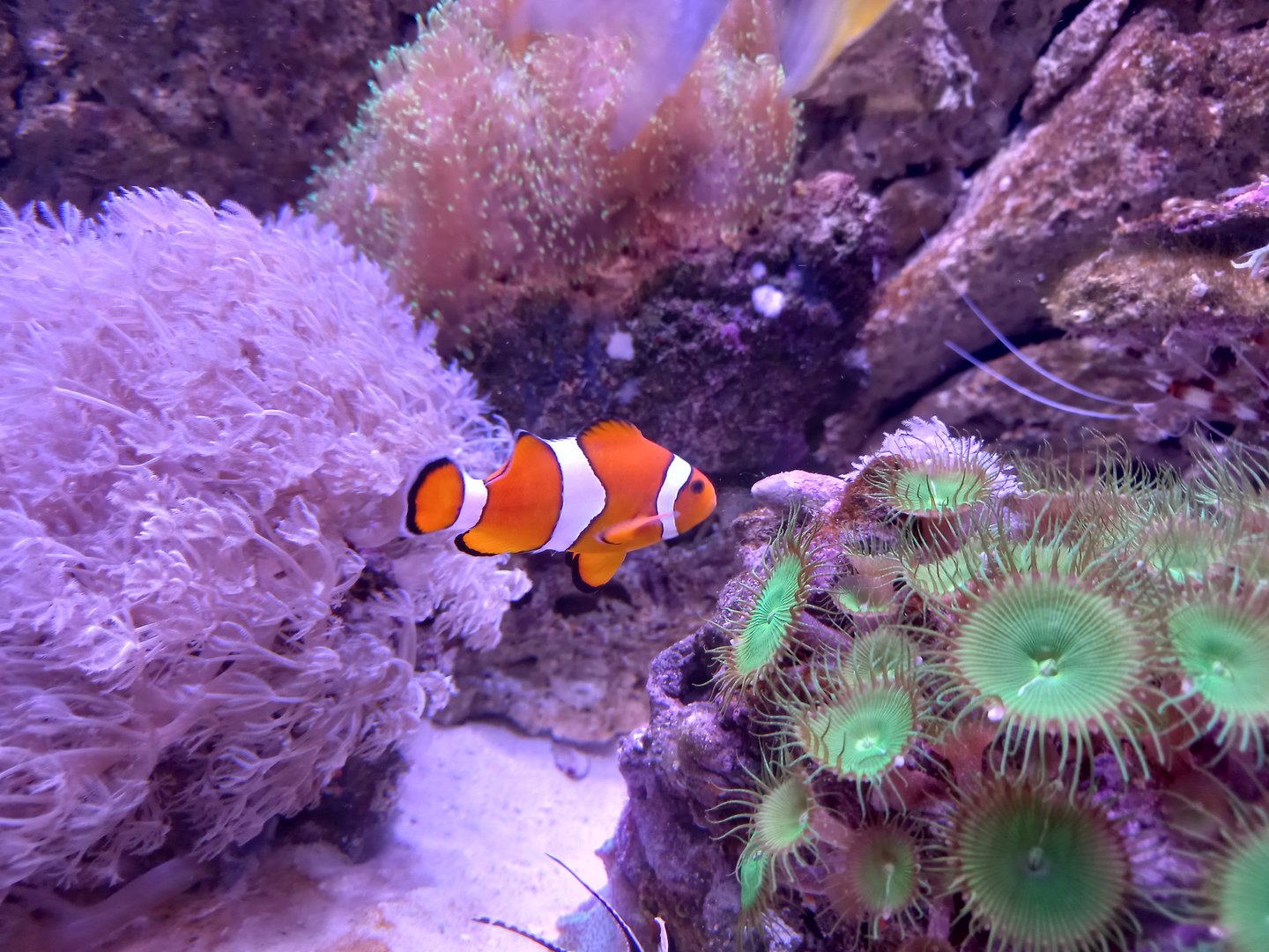 Clownfish