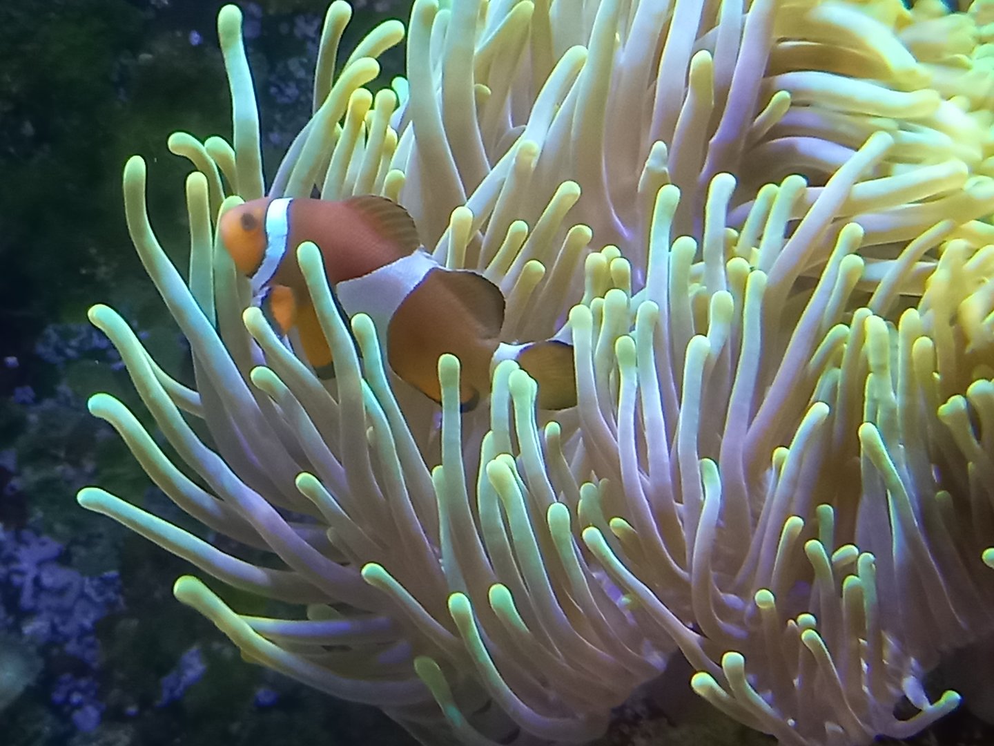 Clownfish