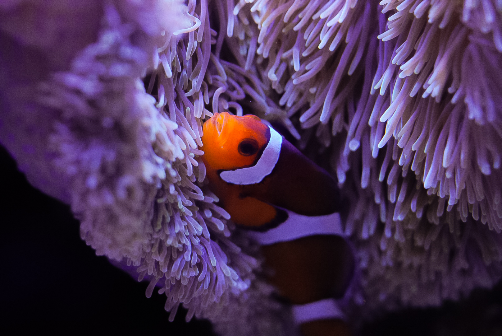 Clownfish
