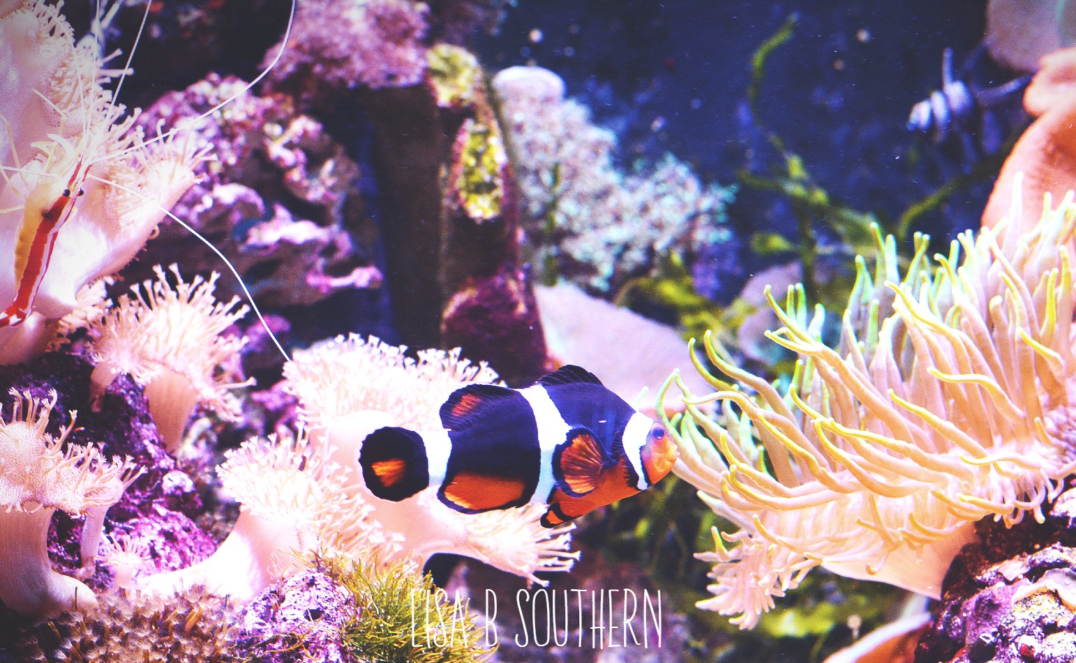 clownfish
