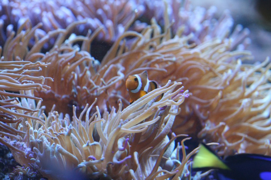 Clownfish