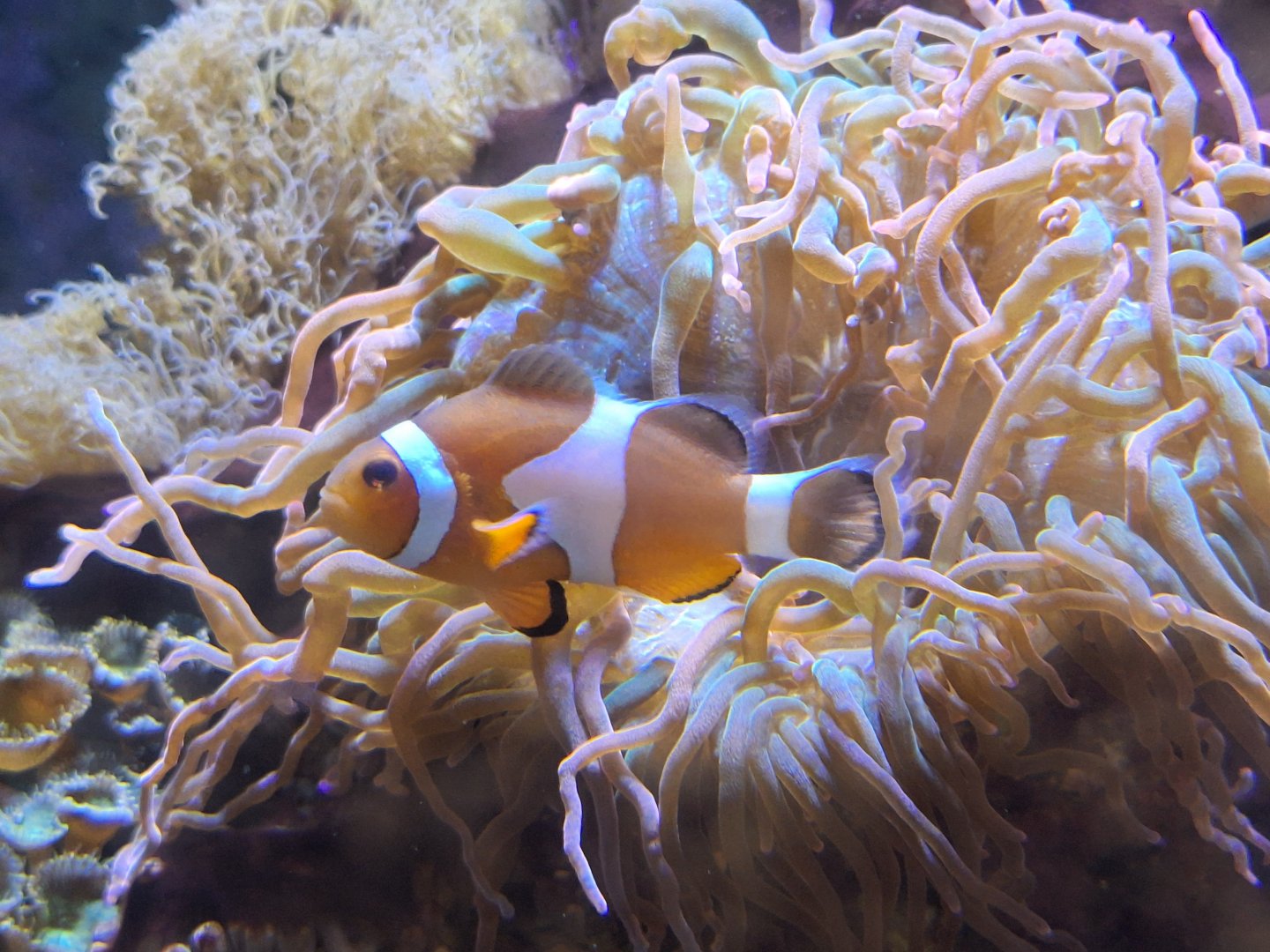Clownfish