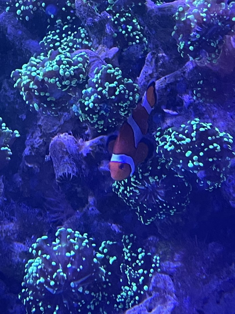 Clownfish