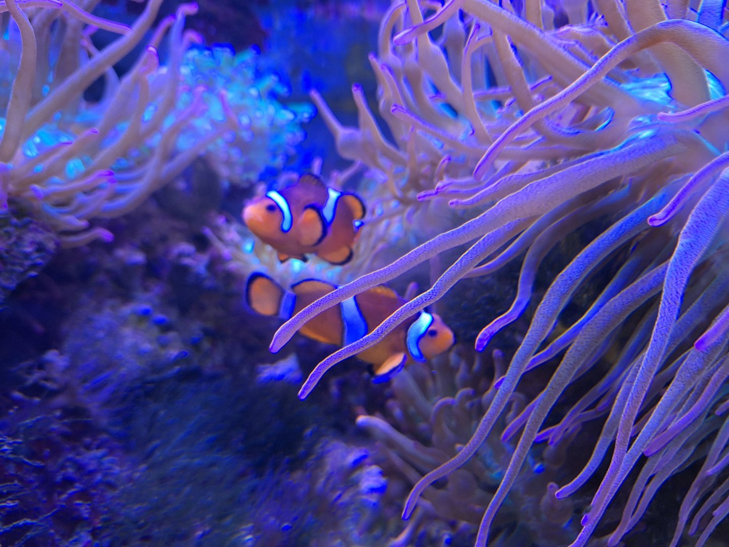 Clownfish