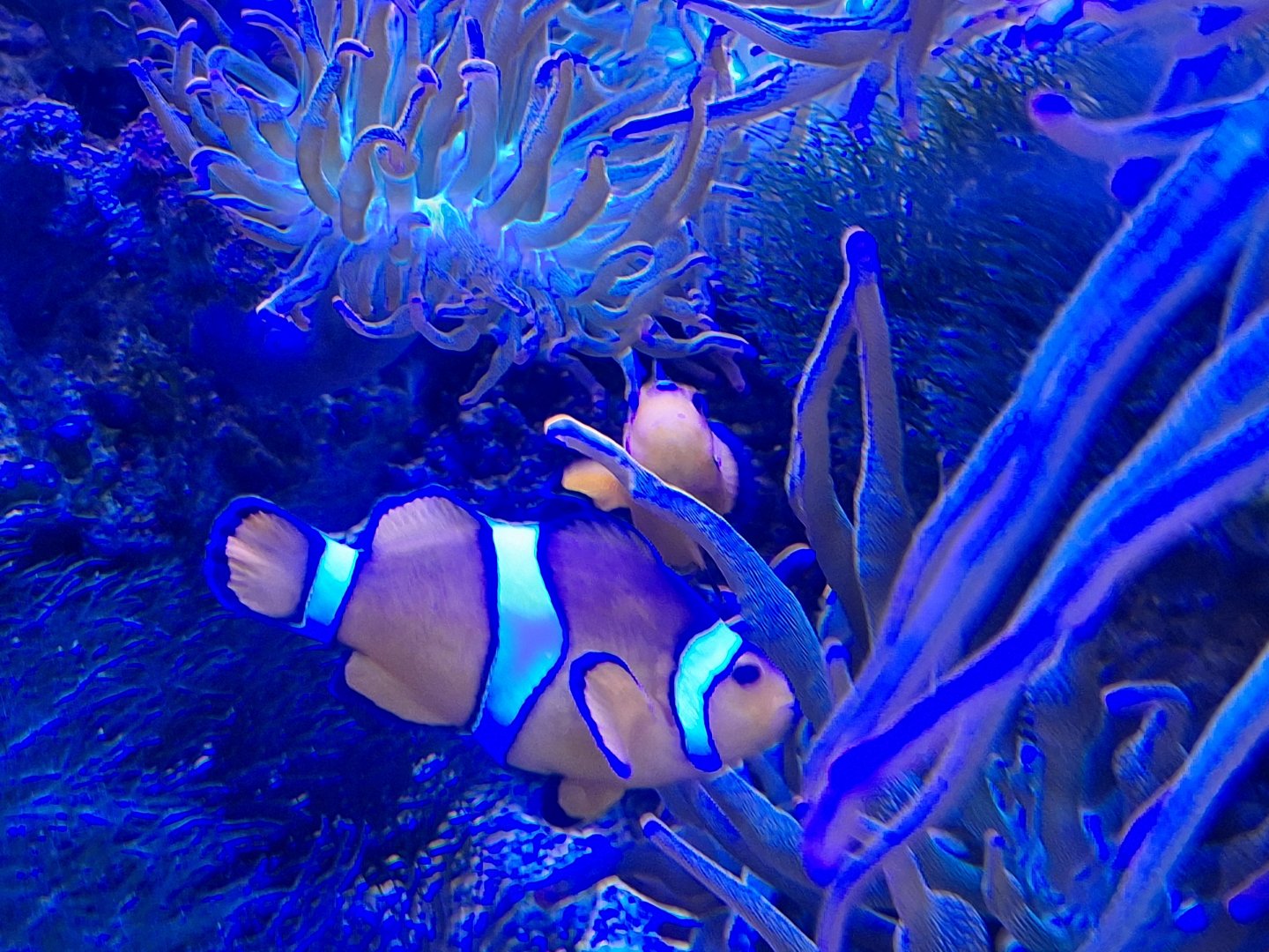 Clownfish