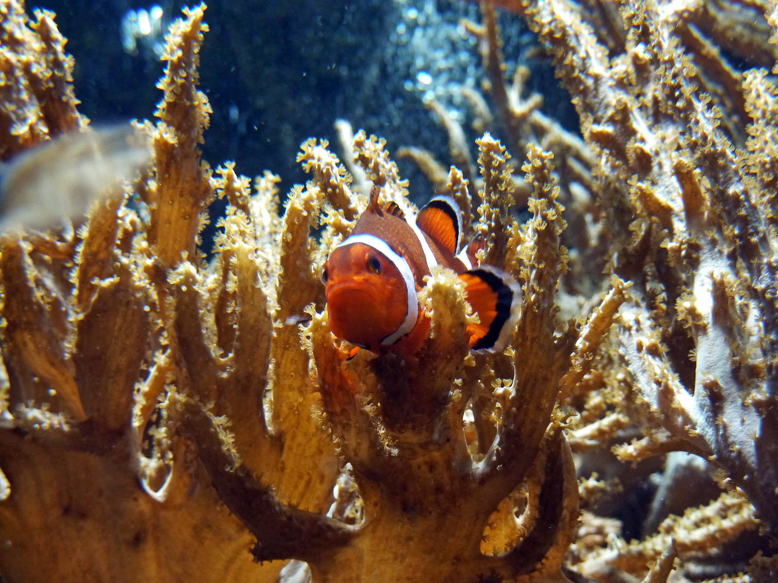Clownfish