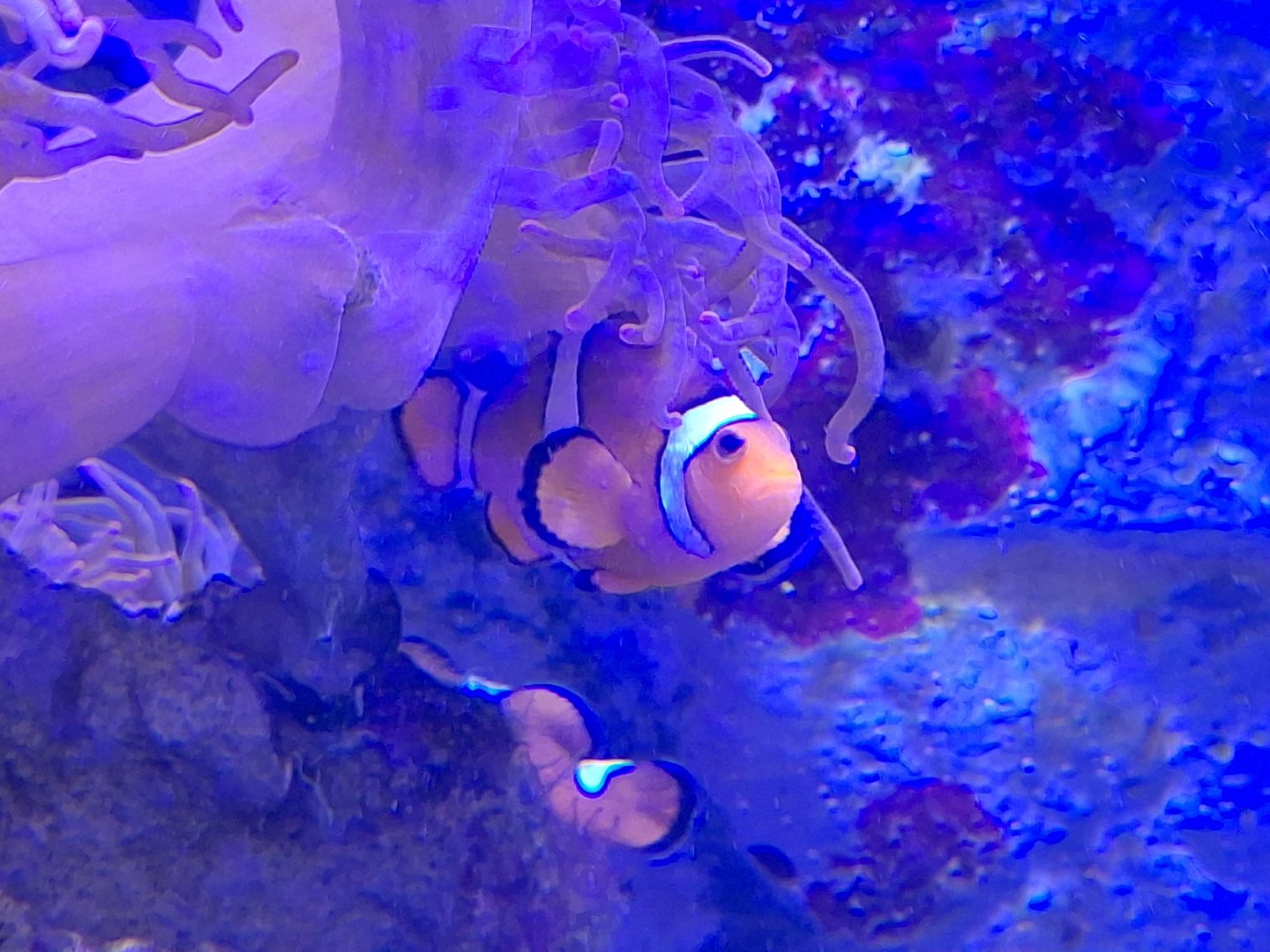Clownfish